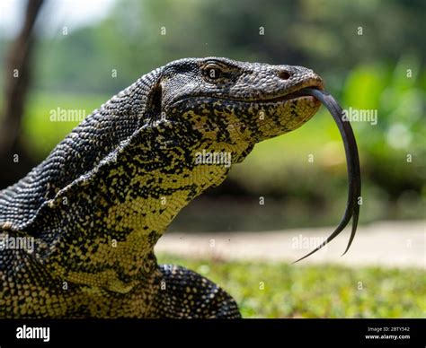 varanus salvator size.